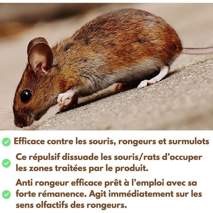 Répulsif Anti Rongeur, Souris et Rat – Repulsif Efficace Contre Les  rongeurs, Anti Souris Professionnel intérieur et extérieur