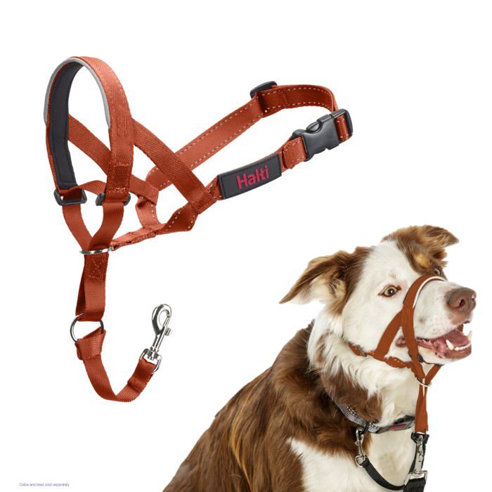 Licol anti-traction pour chien - Halti - Taille 2 - Orange Brûlé - Muserolle rembourrée en néoprène
