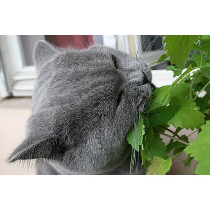 200 Graines d'Herbe à Chat Cataire - Nepeta Cataria - méthode BIO