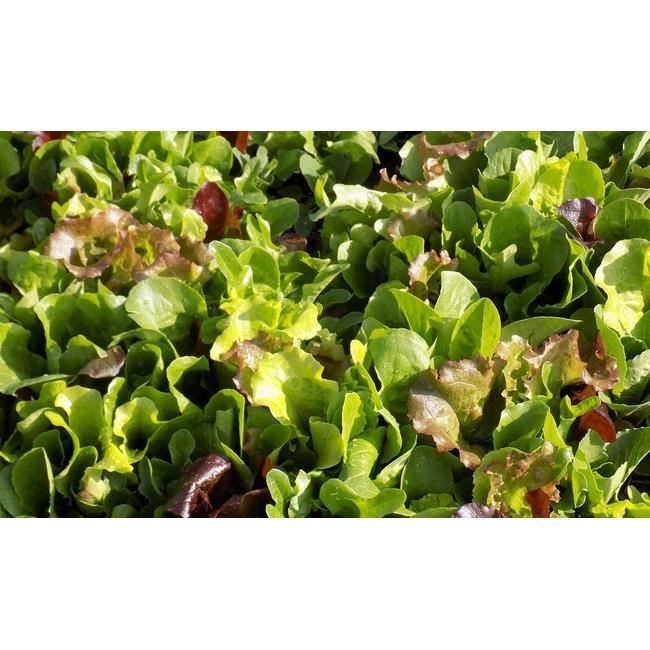 graines salade mesclun