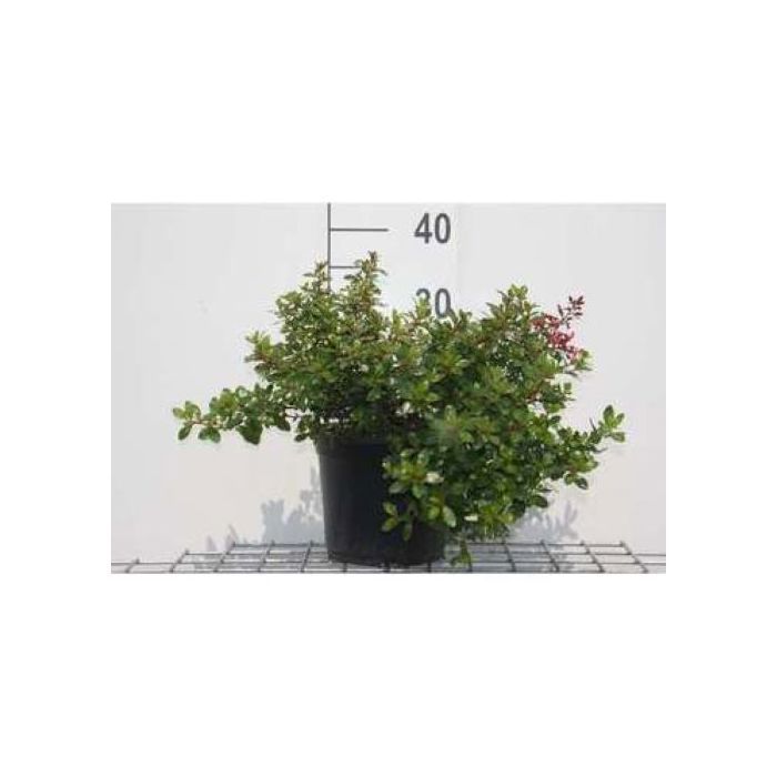 Escallonia hybr. Red Dream - Escallonia 20- 25 cm en pot