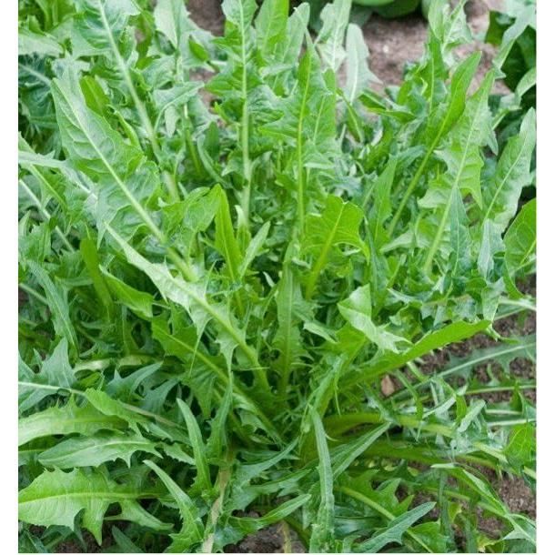 Graines Passion , Sachet De Graines Tomate Roma