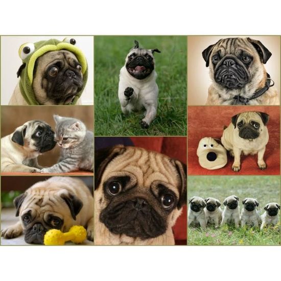 100 Animaux 100 Pieces Set De Cartes Postales Tous Differents Motifs D Animaux Du Monde Entier Ideal Pour Les Collectionneurs Achat Vente Carte Postale 100 Animaux 100 Pieces S Cdiscount 100 Animaux 100 Pieces Set De Cartes Postales Tous Differents Motifs D Animaux Du Monde Entier Ideal Pour Les Collectionneurs Achat Vente Carte Postale 100 Animaux 100 Pieces S Cdiscount