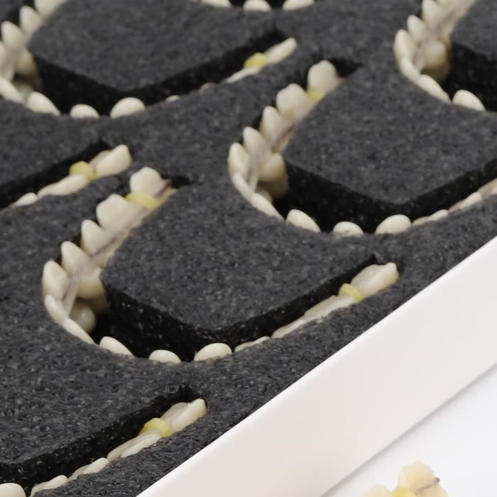 Lot De 10 Blocs Endodontiques - Dents Modèles Avec Pulpe - Entrainement Canal - Cesoon