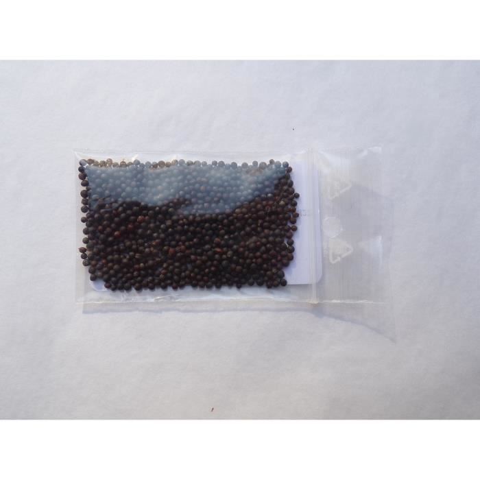 Colza Fourrager - La De Jardinons Sol Vivants - Foto 6