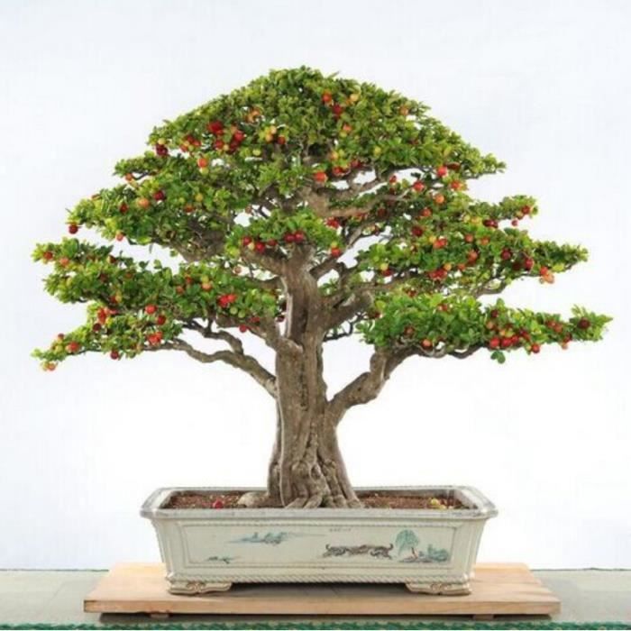 20 GRAINES mini arbres de cerisier  bonsaï Plantes BIOLOGIQUE VEGAN NATUREL