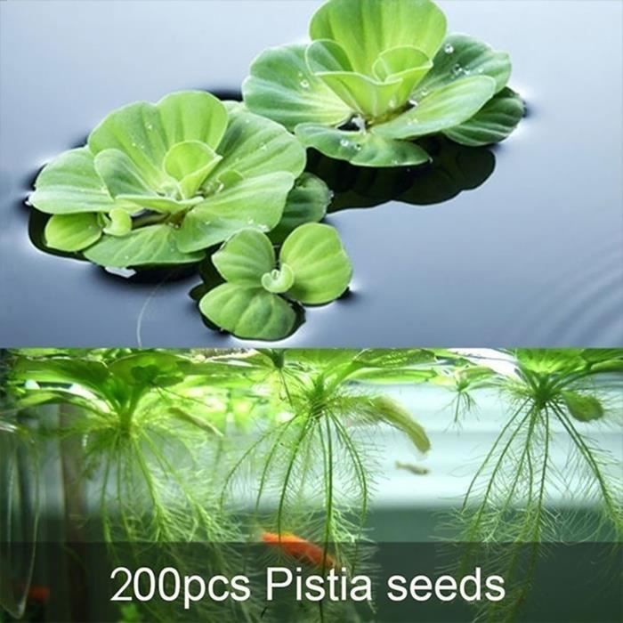 200pcs graines de Lotus flottant à l’eau