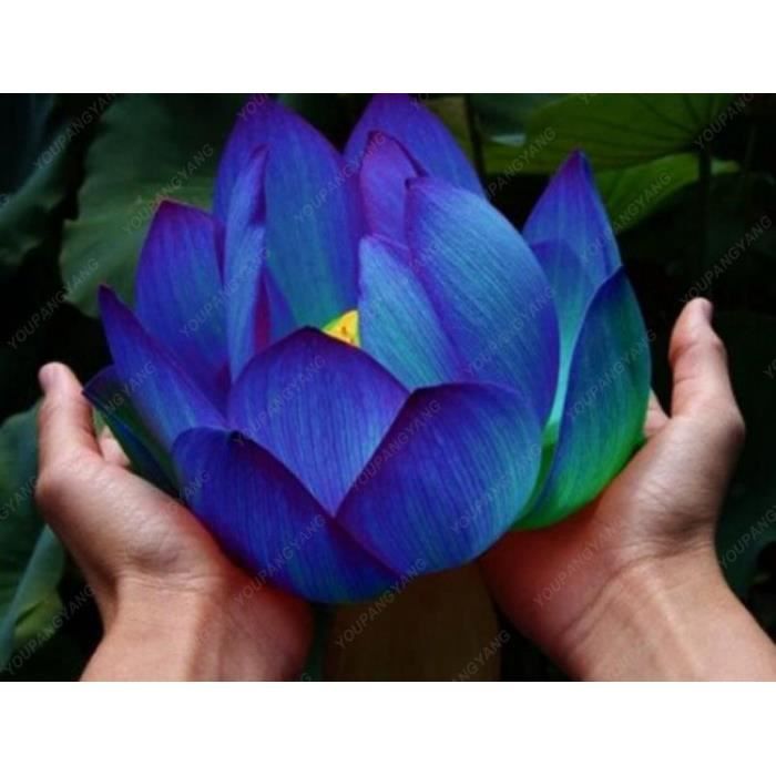 Version Rouge - 10 Pièces-Sac Lotus Bonsaï Aquatique Bonsais Bol Nénuphar Fleur Plante Vivace #86 #9