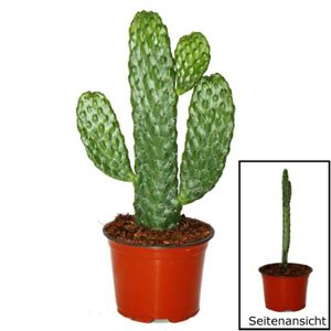 PLANTE POUSSÉE Road Kill Cactus - Consolea rubescens - Cactus à oreilles plates - Pot 12cm