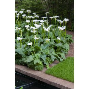 PLANTE POUSSÉE Arum Blanc | Zantedeschia 'Aethiopica' 6x - Plante de bassin et pot de pépinière D9 cm - H15 cm