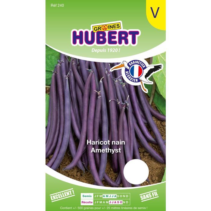 Graines de Haricot Nain - Amethyst - 530 graines - Gousse violet-pourpre - 15 cm de long - Sans fil - Reproductibles