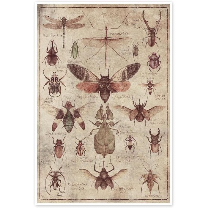 Insectes I Poster De Mike Koubou Affiches Pour Toutes Les Pièces 80 X ...