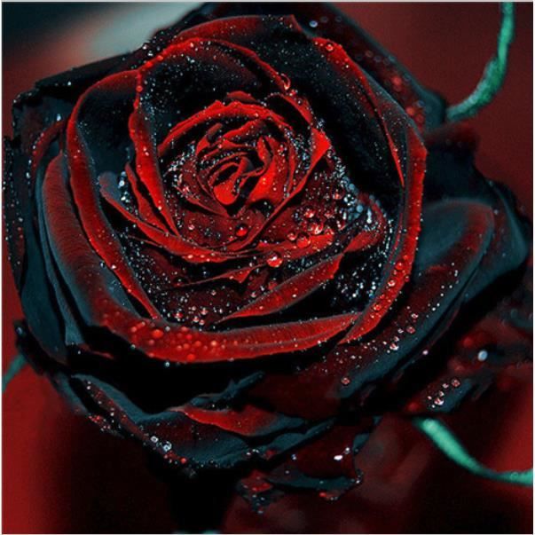 100 graines de roses rouge et noir à semer semence rare seed - Cdiscount  Jardin