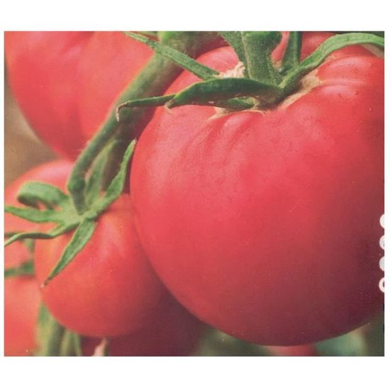 Sachet De Graines De Persil Simple Commun Certifié ECOCERT FR BIO 01 4