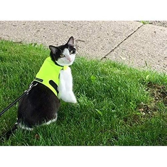 Mynwood Katzen Geschirr Karamell - Ausbruchsicher Für Kätzchen Bis 8 Monate