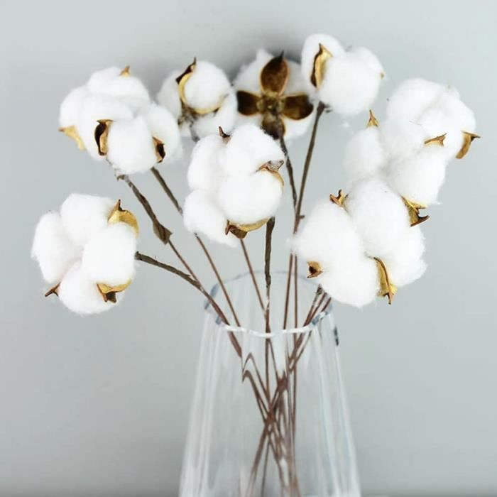 Fleurs séchées de coton à la tige, tige de fleurs de coton séchées