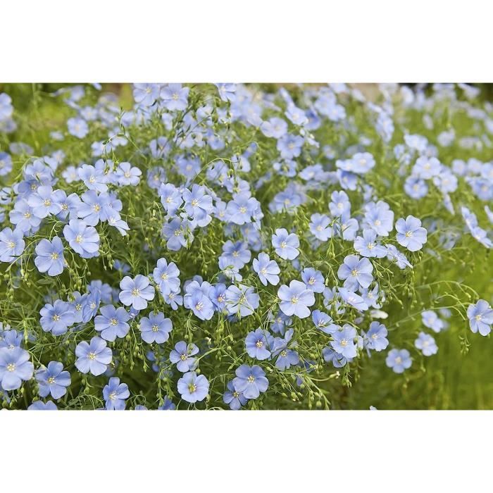 Graines D'Œillets D'Inde - 150 Semences Reproductibles - Fleurs Répulsives & Comestibles