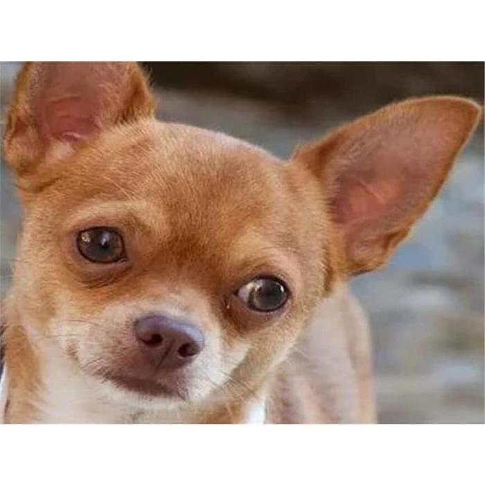 YSCOLOR Diamond Painting 5D Chihuahua Blanc Fleurs 30x40cm - Kit Complet Ronde