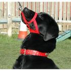 Licol éducatif Halti Anti-traction Pour Chien - Taille 2 Rouge, Dressage Sans Tirer, Livret Inclus