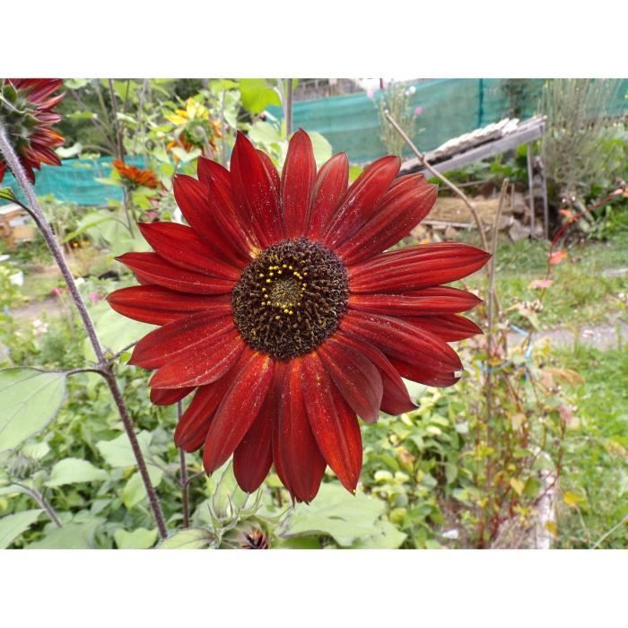 plante de gramme rouge