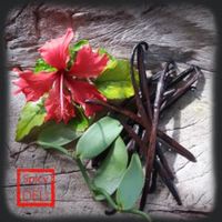 30 Gousses de Vanille noire Gourmet de Madagascar Taille 12/14 cms