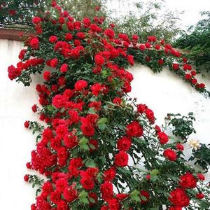GRAINE - SEMENCE 100pcs Graines fleur de rosier grimpante rouge