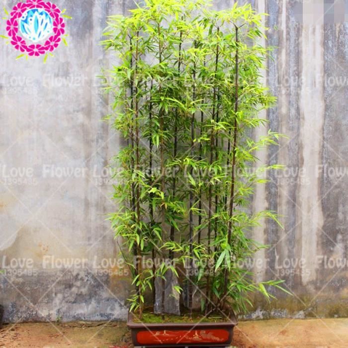 40 Pieces Bonsai Violet Bambou Plantes Exterieur En Pot Bambusa Lako Arbre Plante Pour Jardin Radiation Absorption Facile Plantation Achat Vente Graine Semence 40 Pieces Bonsai Violet Cdiscount