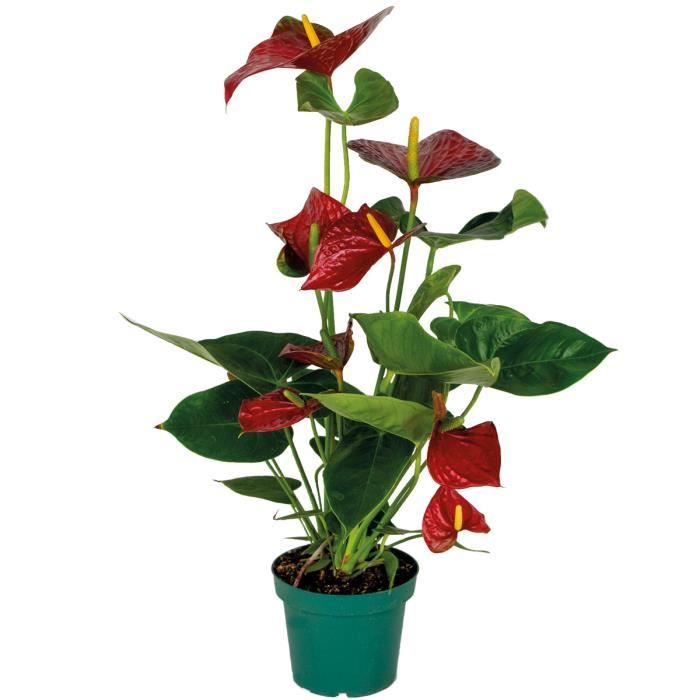 Anthurium 'Aristo' Rouge - Plante d'intérieur - BLOOMIQUE - D14 cm - H45-55 cm - Facilité d'entretien