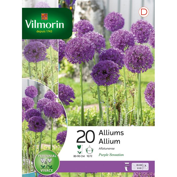 10 Bulbes De Fleurs Glaïeul Chocolat - Marron