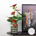 Anthurium 'Aristo' Rouge - Plante d'intérieur - BLOOMIQUE - D14 cm - H45-55 cm - Facilité d'entretien-1