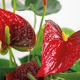 Anthurium 'Aristo' Rouge - Plante d'intérieur - BLOOMIQUE - D14 cm - H45-55 cm - Facilité d'entretien-2