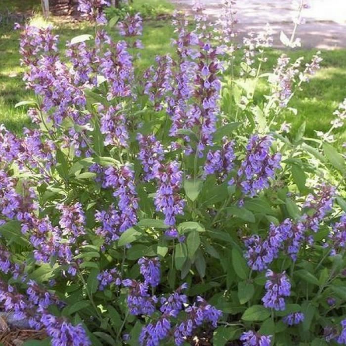 Sauge officinale (Salvia Officinalis) Jeune plant en godet 20/40 cm