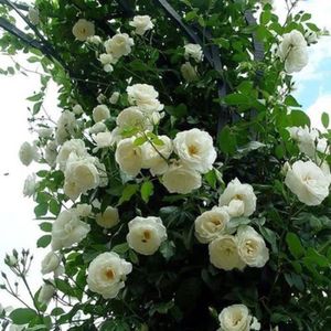 GRAINE - SEMENCE VERYNICE-GRAINE - SEMENCE  500 piècessac descalade de graines de rose vivaces facile à produire des graines de fleurs style-White 1