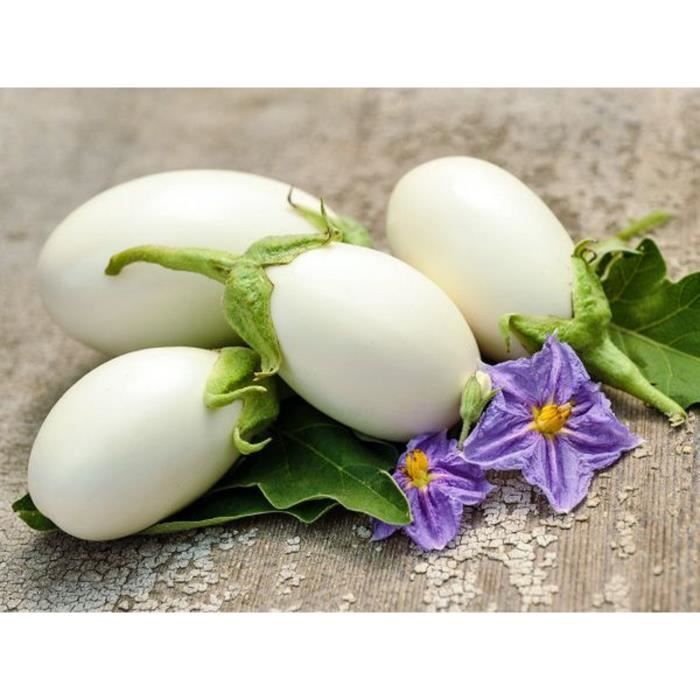 60 Graines d'Aubergine White egg - légume jardin potager terrasse - semences paysannes
