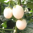 60 Graines d'Aubergine White egg - légume jardin potager terrasse - semences paysannes-1