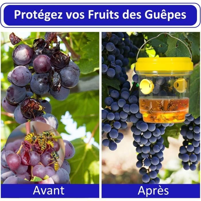 Piège frelon asiatique sélectif et écologique beevital