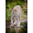 Poster Affiche Grand Lynx Animal Sauvage Photo Nature 31cm x 47cm-0