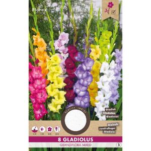 BULBE Bulbes de Glaïeul Grandiflora - Mix de couleurs - Ø12/14 cm