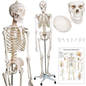 Squelette humain petit modèle - Jeulin
