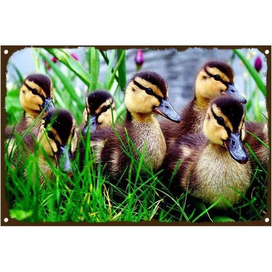 Plaque Murale Vintage Canard Colvert - Aluminium - Stylemaster