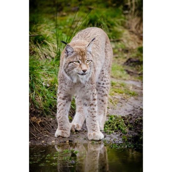 Poster Affiche Grand Lynx Animal Sauvage Photo Nature 31cm x 47cm