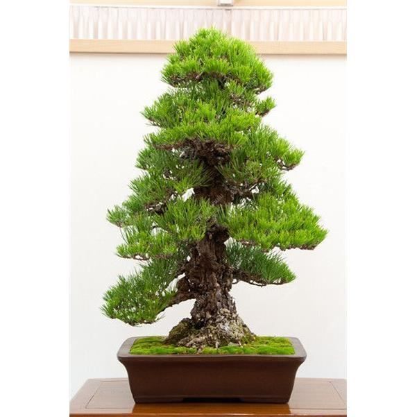 20pcs japonais White Pine Pinus parviflora Arbre Vert Plante Bonsai Graines Accueil