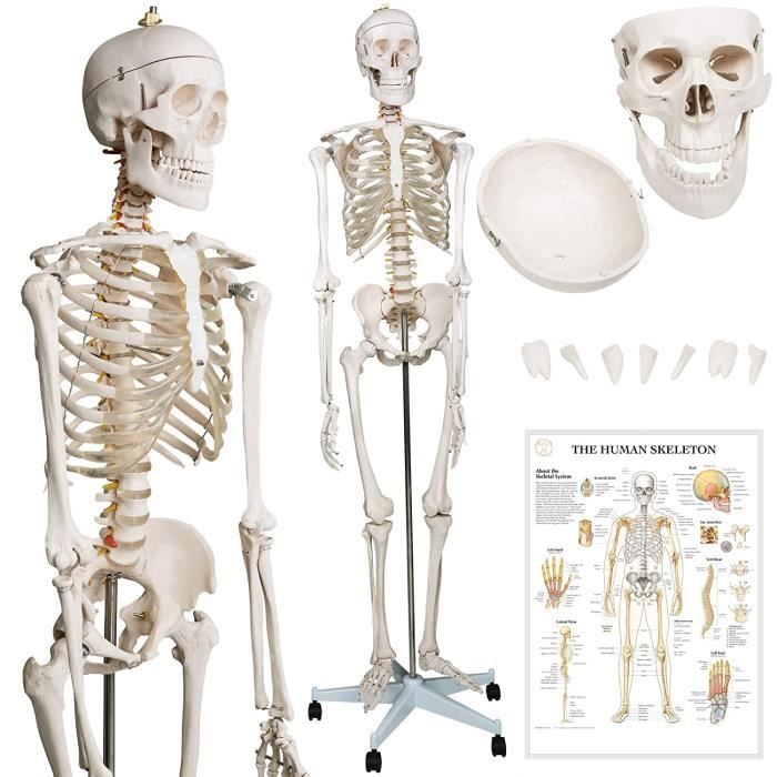 Modèle Anatomique du Squelette Humain - 181,5 cm, Grandeur Nature, Crâne Ouvrant - Squelette Anatomique, Modèle Médical Humain