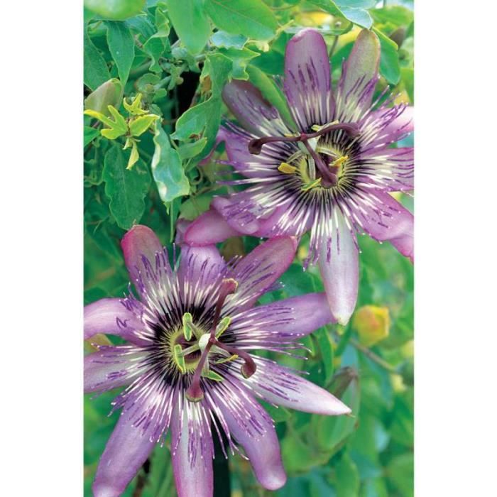 Passiflore eden godet - fleur violette - Cdiscount Jardin
