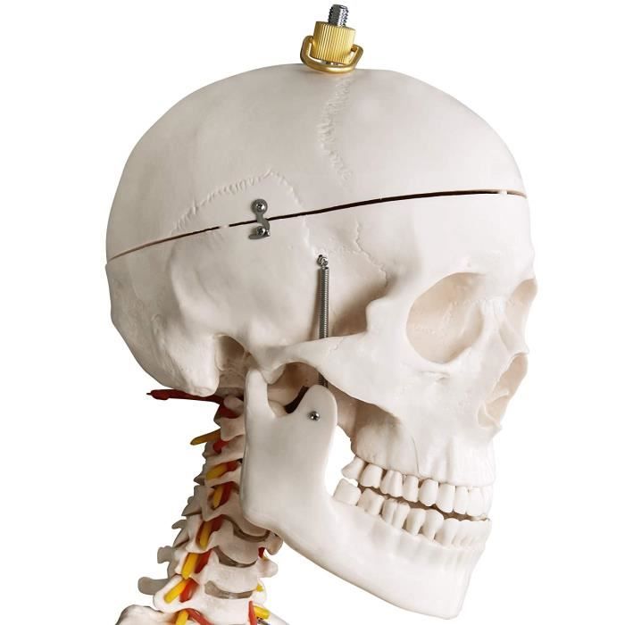 Maquette de Squelette Humain 24 cm/41 pièces, à l'échelle du monde