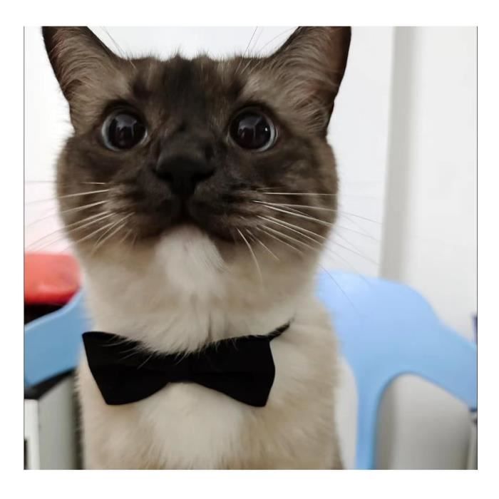 Collier Pour Chat Et Chien Avec Nœud Et Paillettes - Tissu Doux, Réglable, Avec Grelot - Rouge - Pour Fêtes Et Quotidien