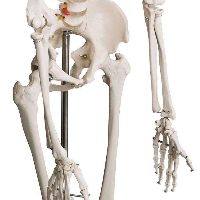 Maquette de Squelette Humain 24 cm/41 pièces, à l'échelle du monde