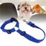 Harnais Pour Chien Corde De Chat Ceinture De Voiture Pour Chiot