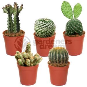 PLANTE POUSSÉE Cactus Mixtes - 5 Plantes - Pour la Maison  Bureau Plante en Pot - Cadeau Idéal