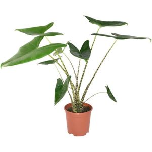 PLANTE POUSSÉE Zynesflora Alocasia Zebrina en pot de fleurs Ø 21 